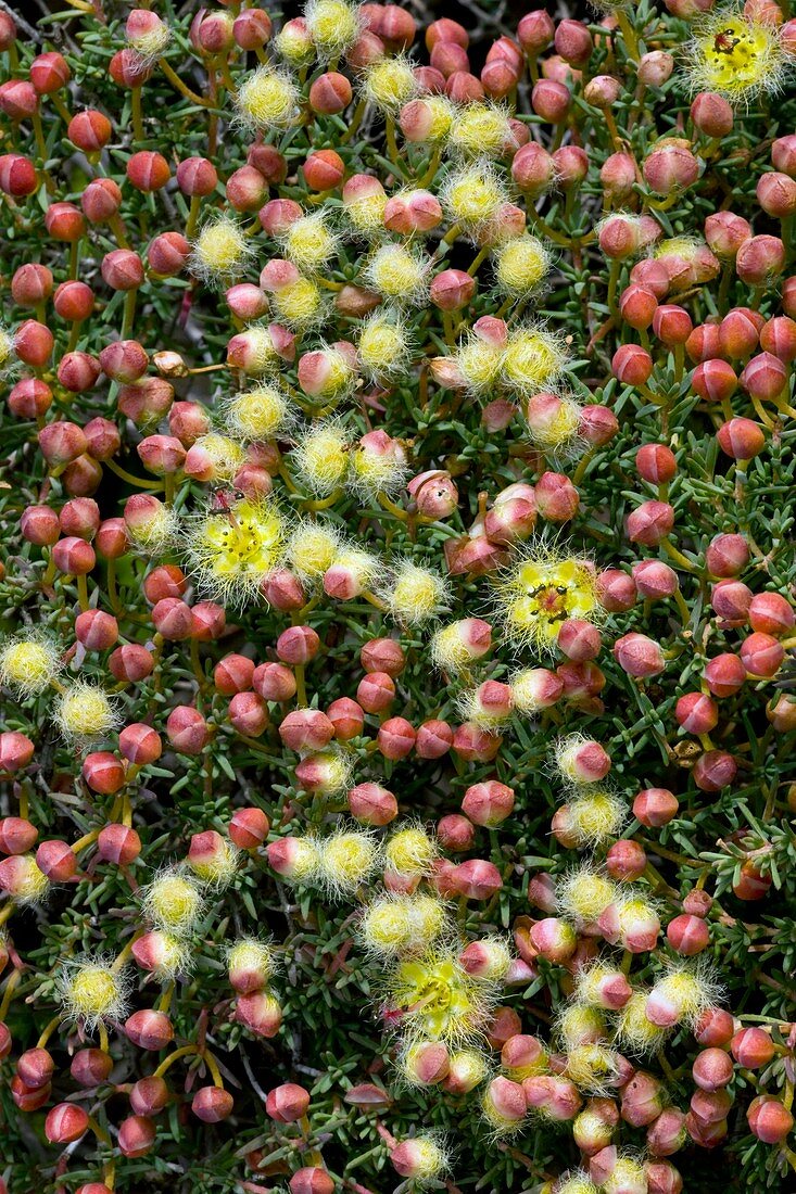 Featherflower (Verticordia brachypoda)