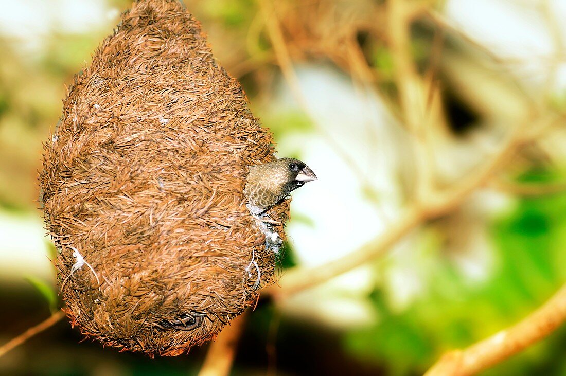 Bengalese finch in a nest