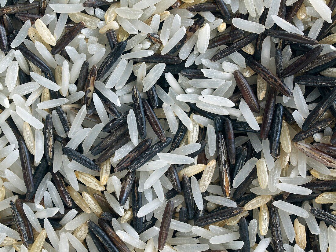 Rice grain types