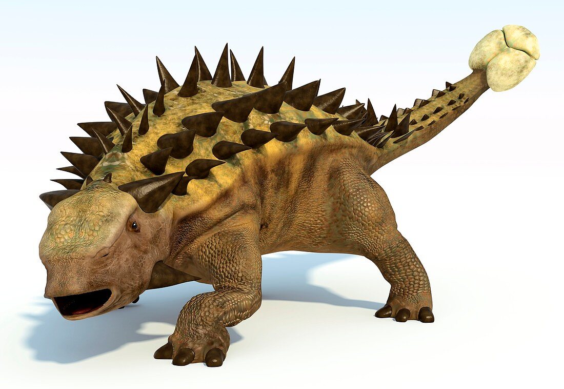 Ankylosaur,artwork