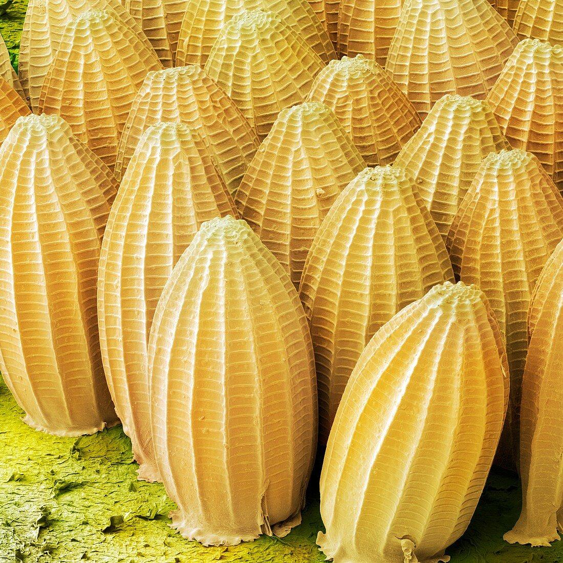 Cabbage white butterfly eggs,SEM