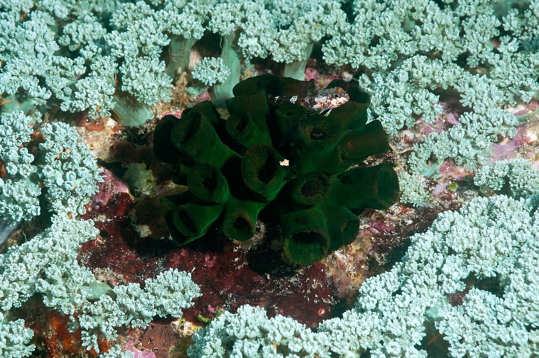 Triplefin hiding amongst corals
