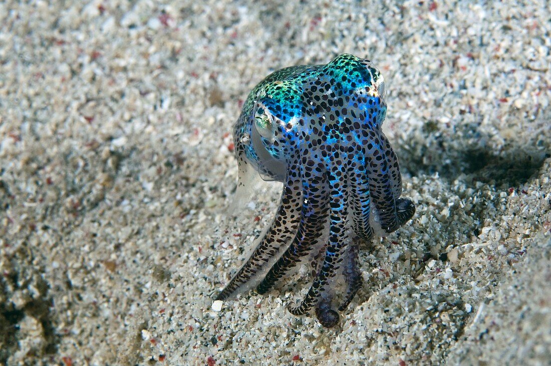 Bobtail squid on the seabed