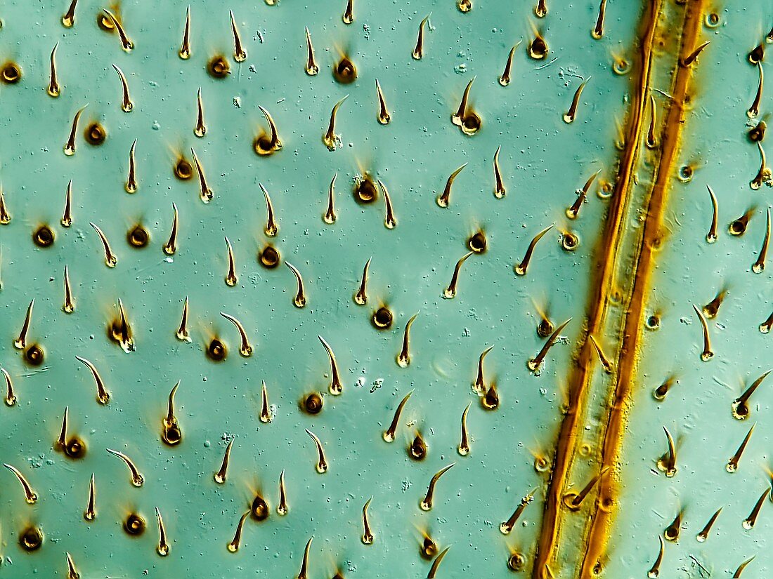 Honey bee wing,light micrograph