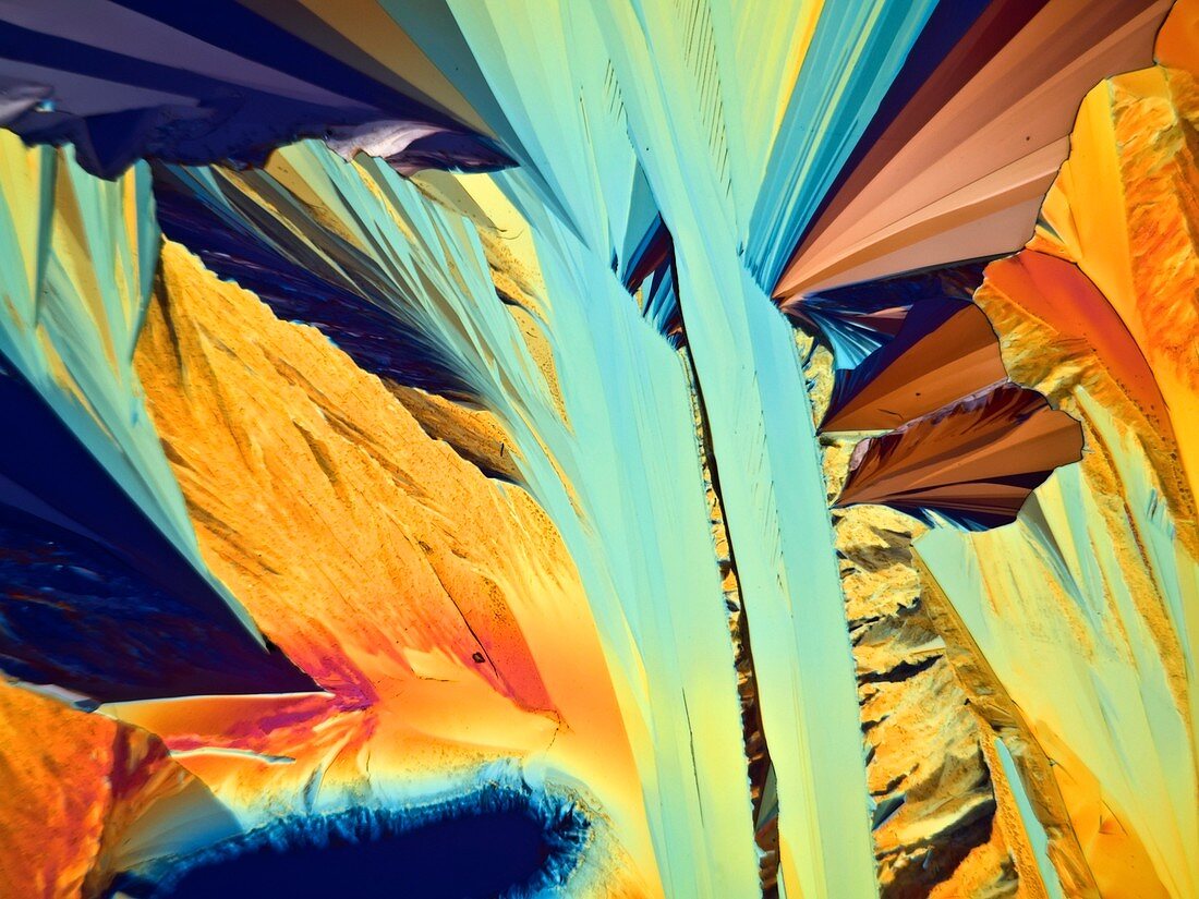 Paracetamol crystals,light micrograph
