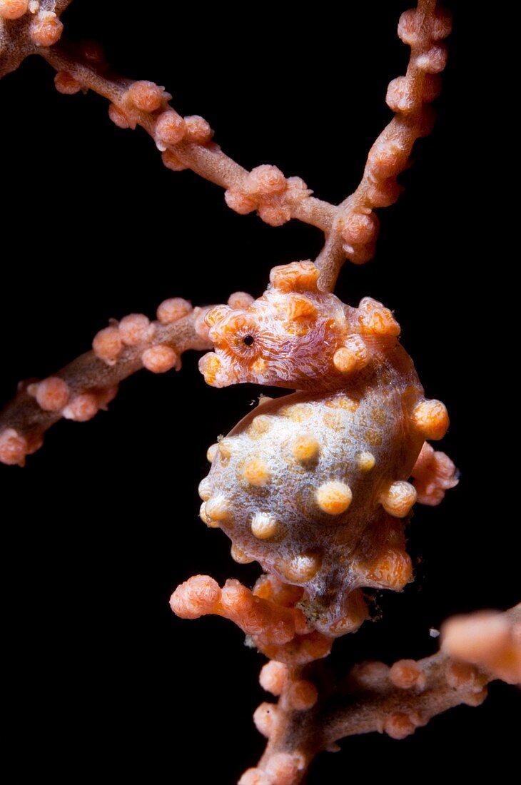 Pregnant pygmy seahorse