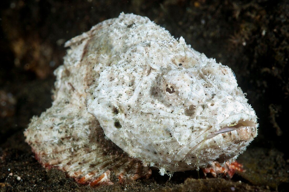 Scorpionfish