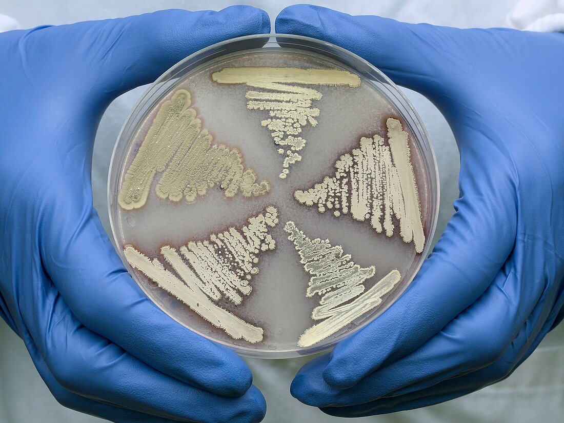 Bacterial antibiotic production