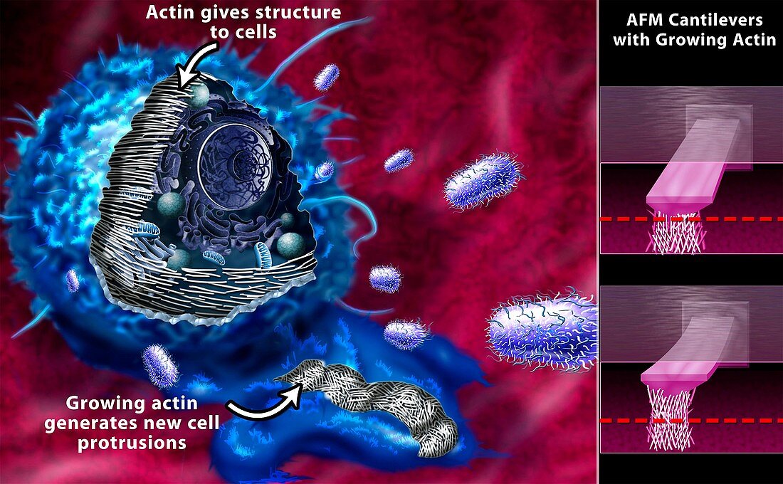 Cell cytoskeleton research,artwork