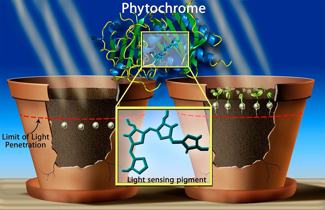 Phytochrome photosynthesis,artwork