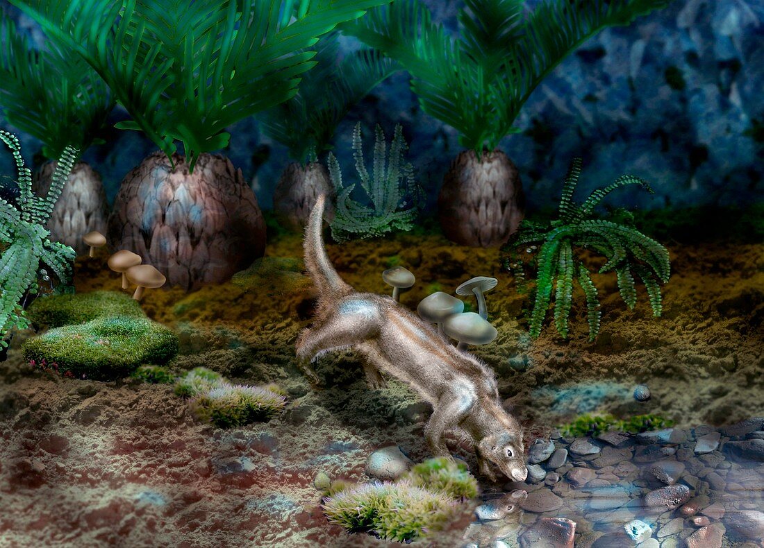 Yanoconodon allini,prehistoric mammal