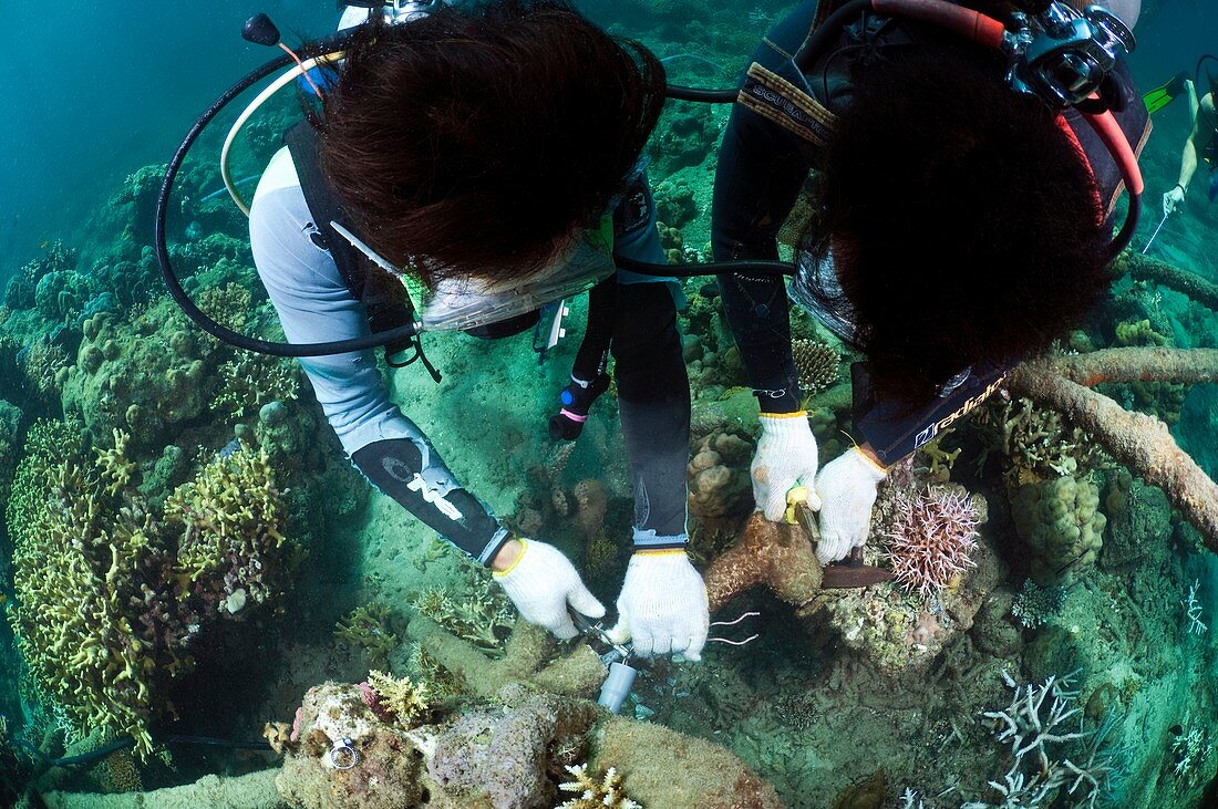 Biorock reef restoration,Indonesia