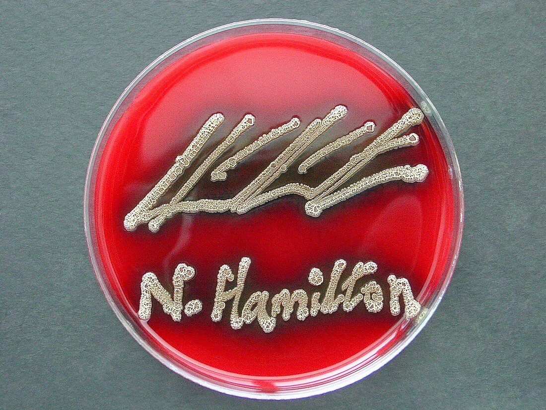 Signature,microbial art