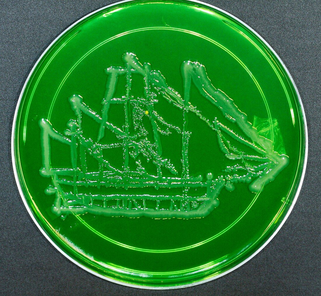 HMS Beagle,microbial art