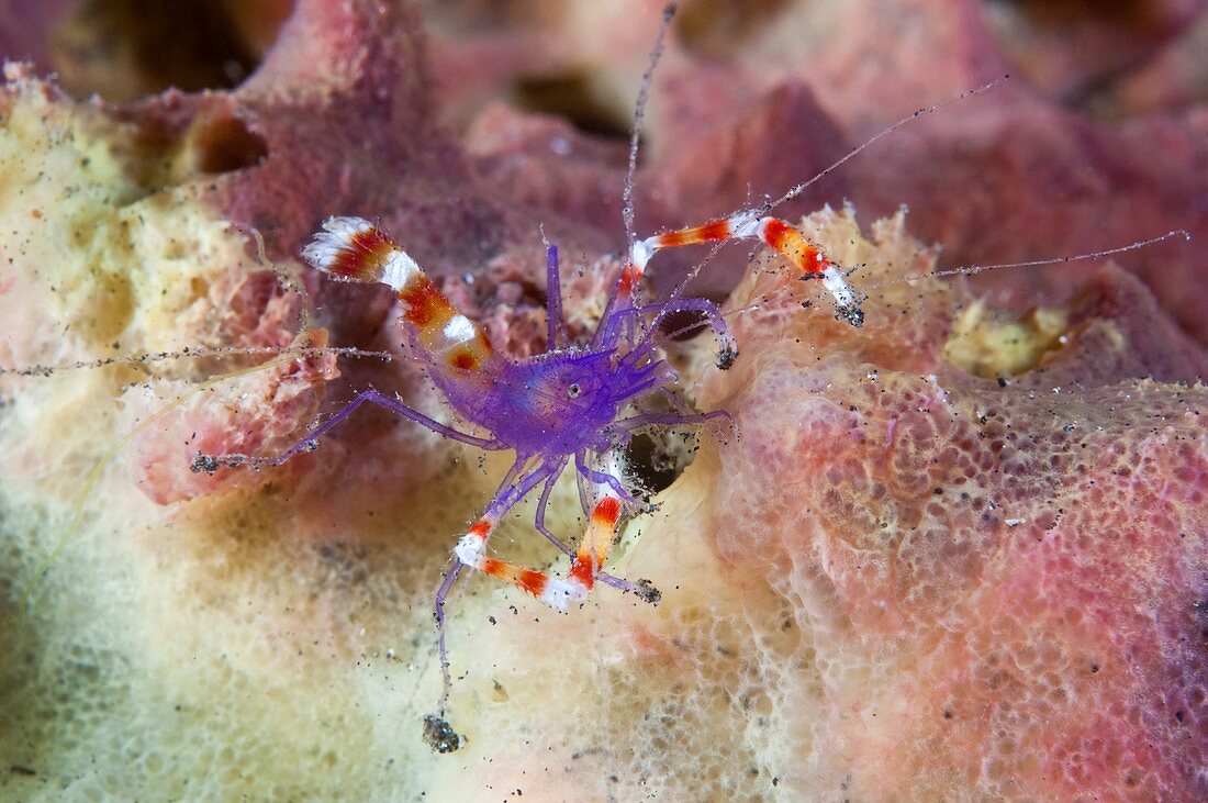 Yellow banded coral shrimp