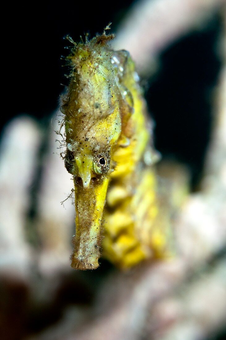 Estuarine seahorse