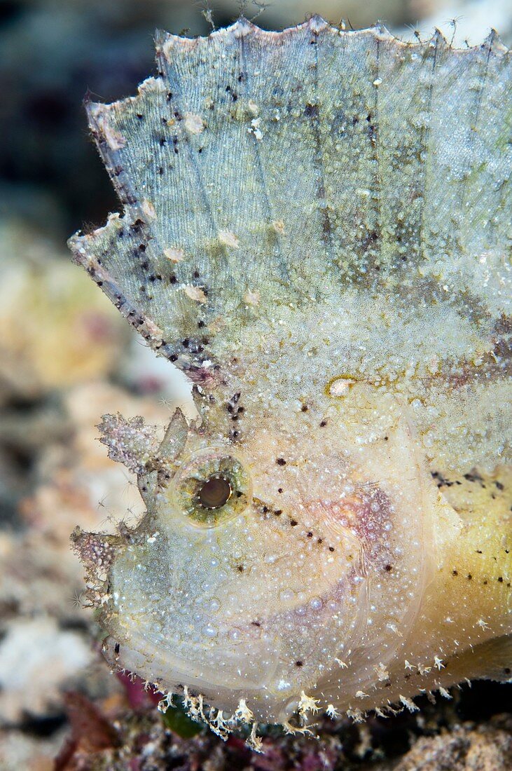 Leaf scorpionfish