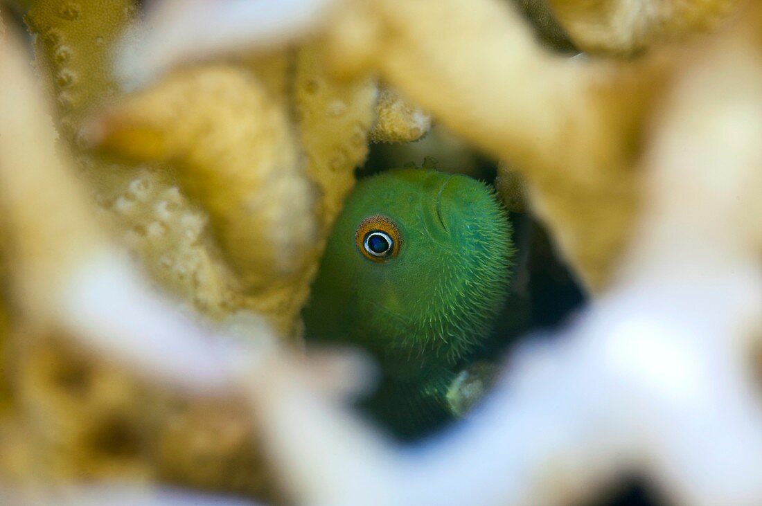Coral goby hiding inside hard coral