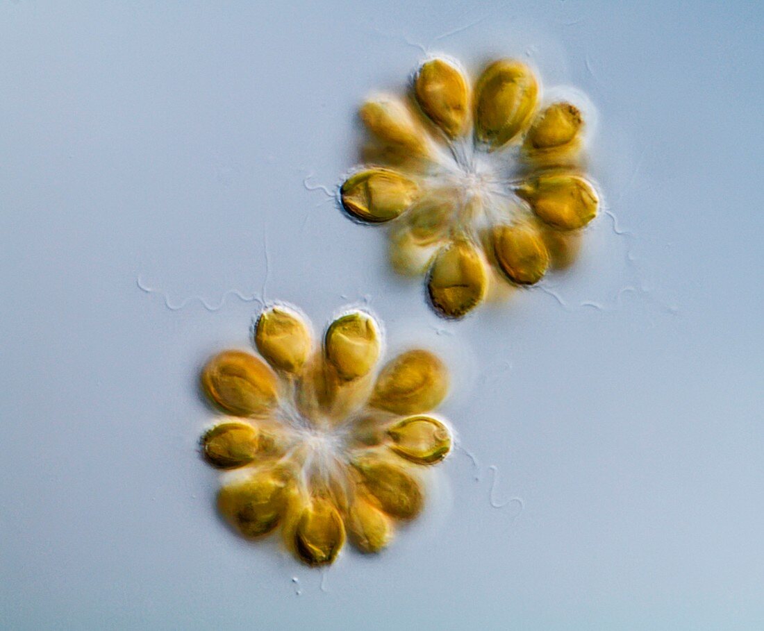 Synura golden-brown algae