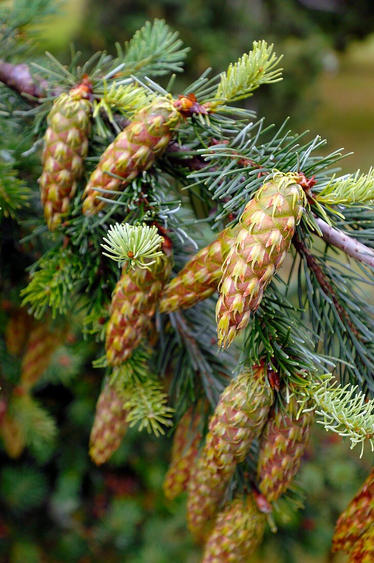 Douglas fir cones