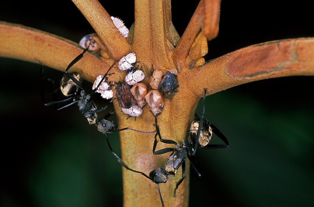 Ants harvesting aphid honeydew