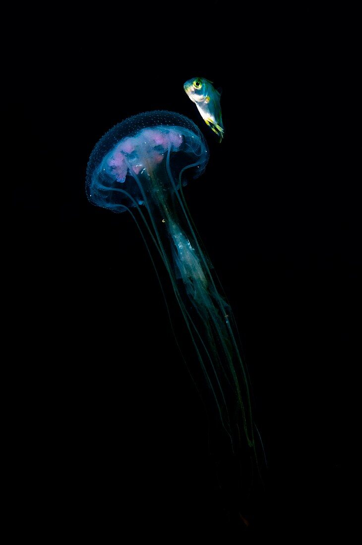 Fish and jellyfish