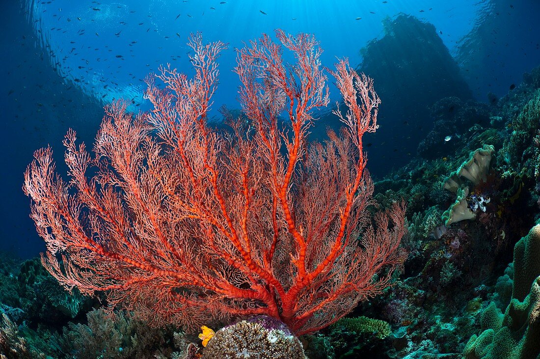 Tropical reef,Indonesia