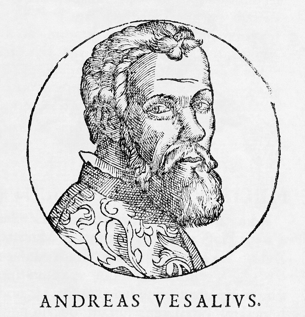 Andreas Vesalius,Dutch anatomist