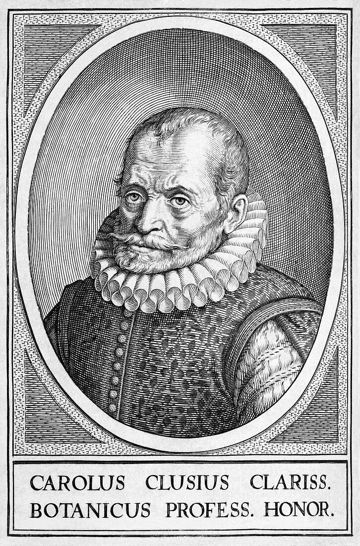 Charles de l'Ecluse,Flemish botanist