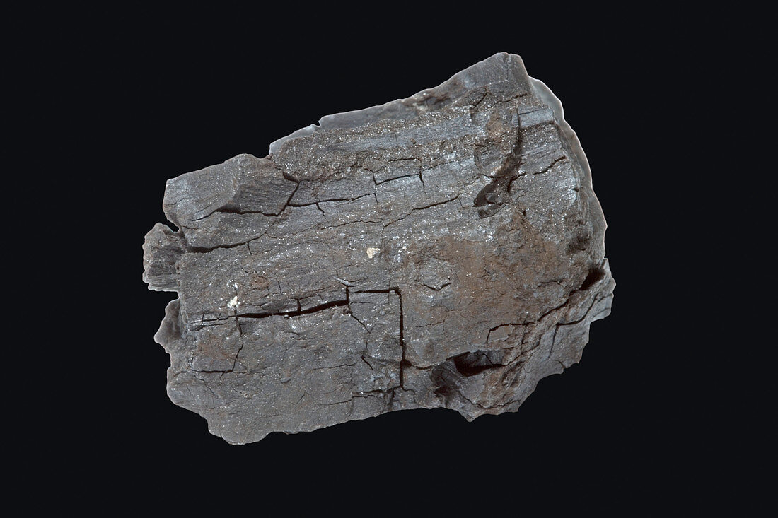 Lignite Coal specimen