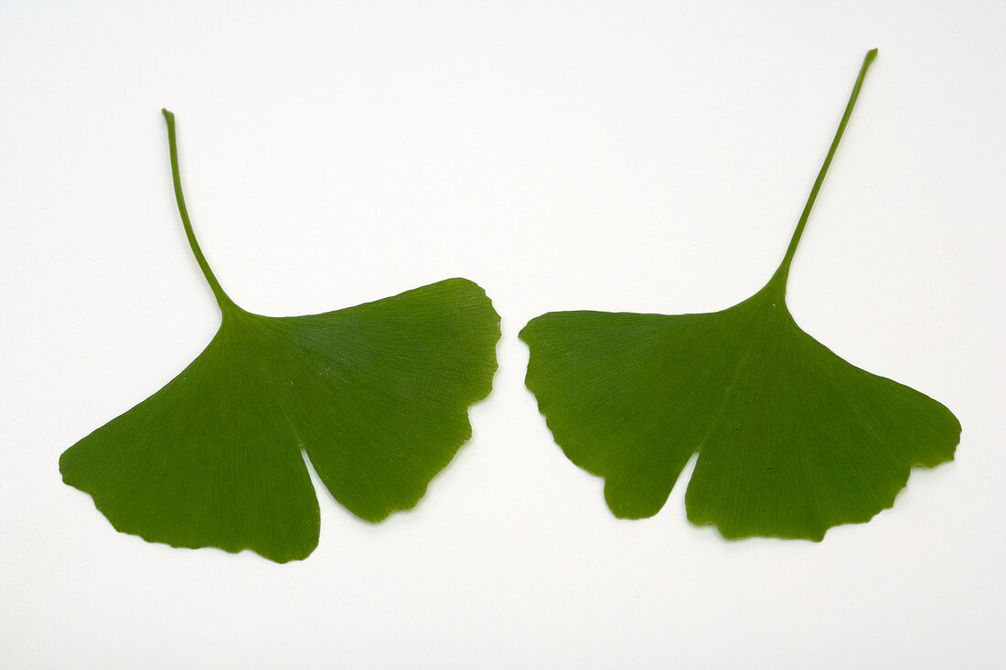 Ginkgo biloba leaves