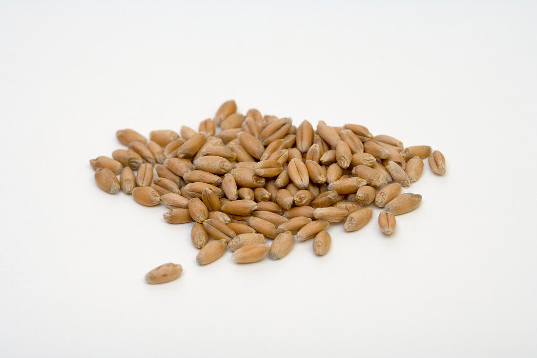 Wheat seeds (Triticum aestivum)