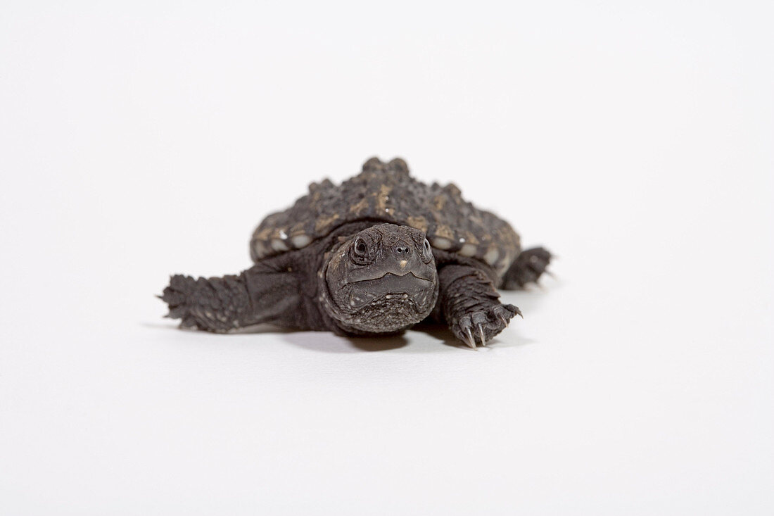 Baby Snapping Turtle