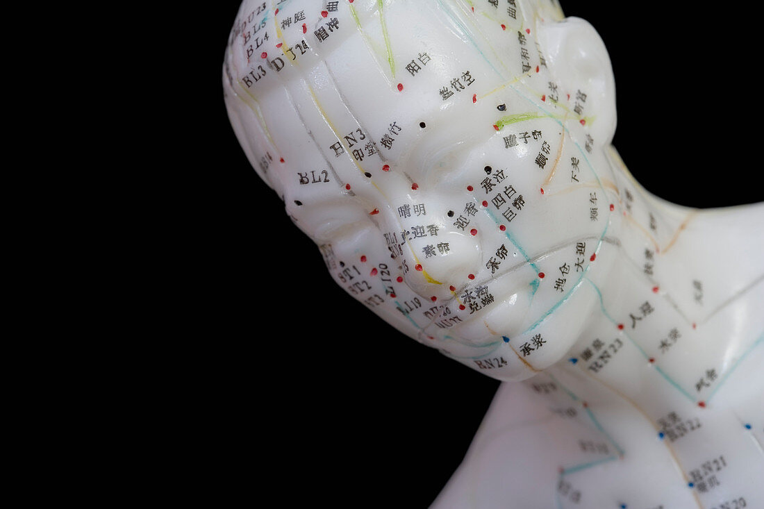 Human model showing acupuncture points