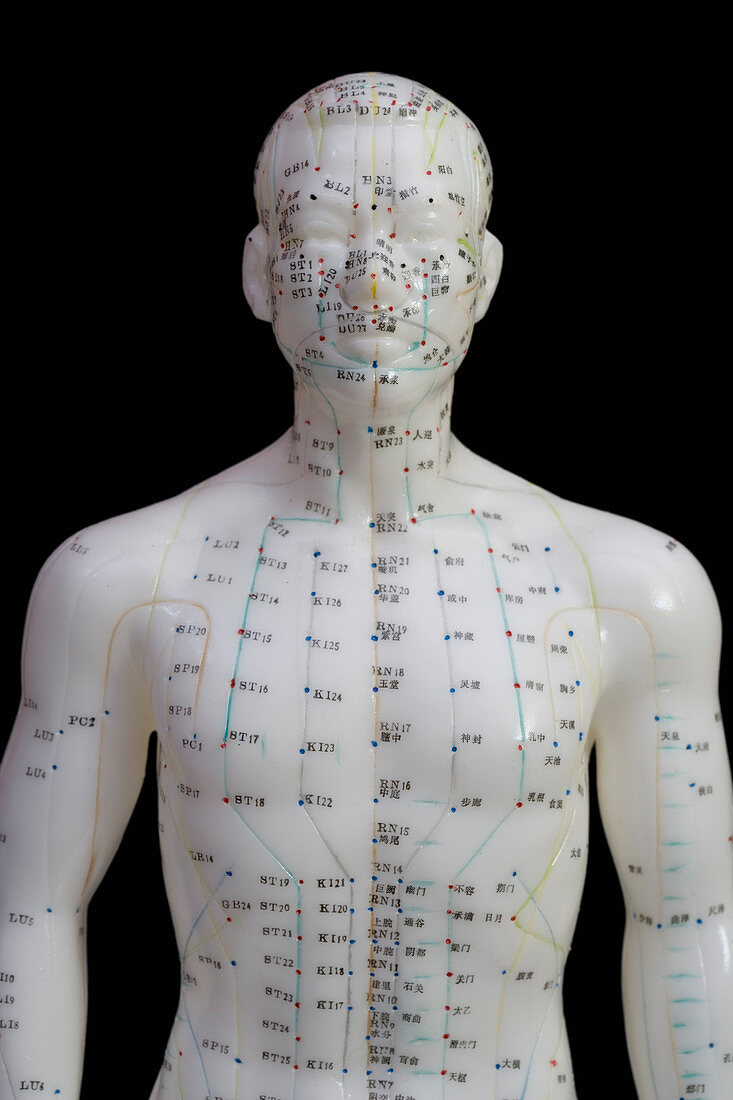 Human model showing acupuncture points