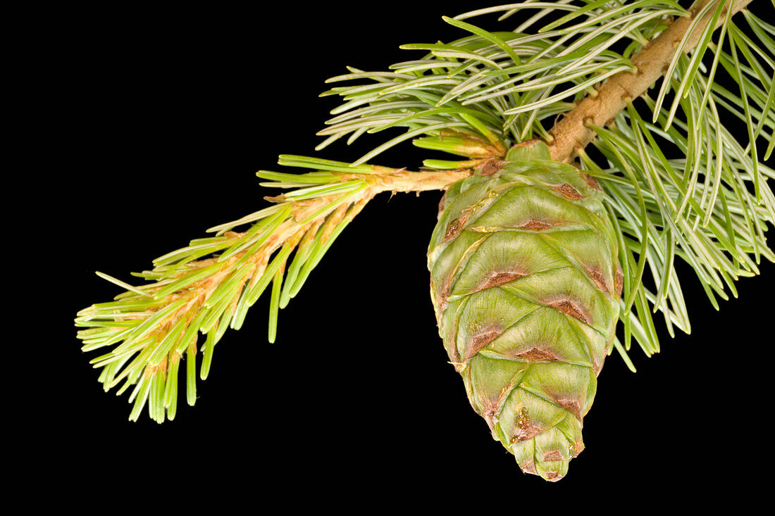 Japanese White Pine immature female cone