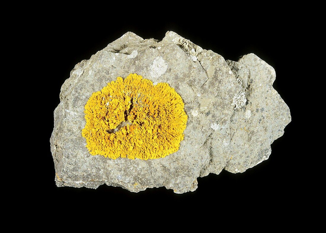 Xanthoria parietina lichen on a rock