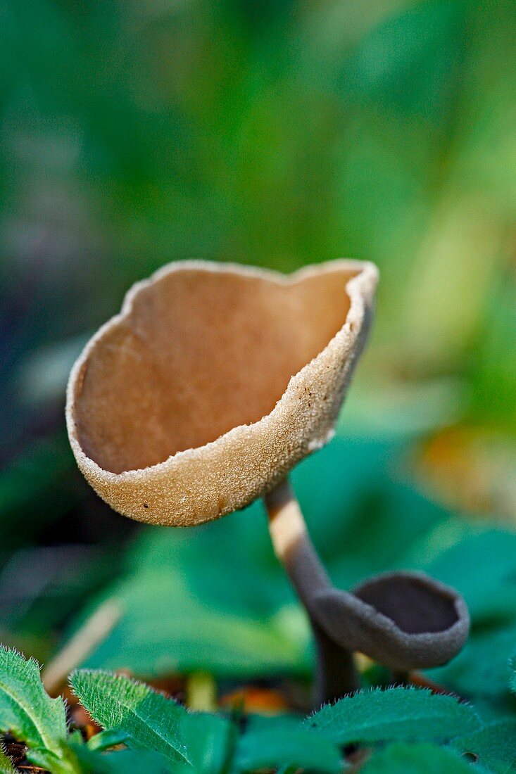 Helvella macropus mushroom