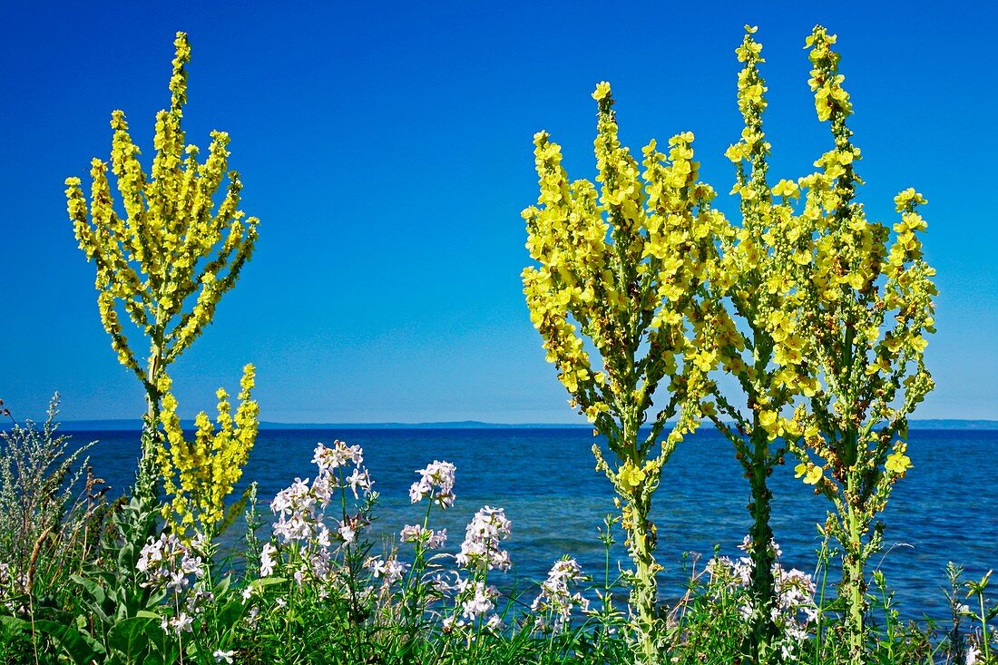 Lake-side flowers