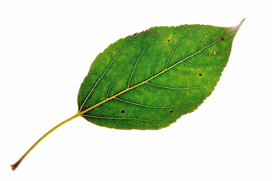 Populus balsamifera Tristis leaf