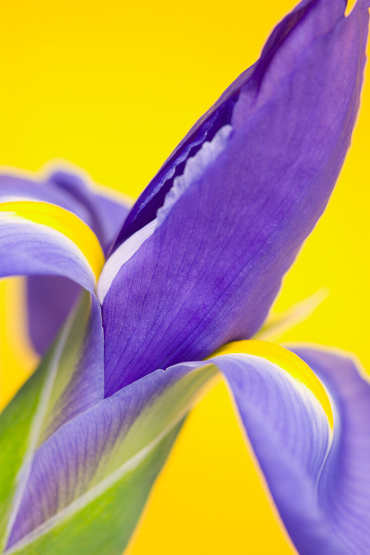 Close-up of an Iris flower