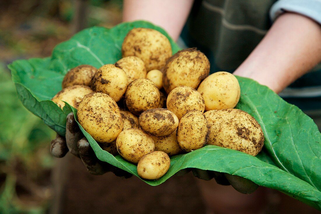 Harvested potatoes