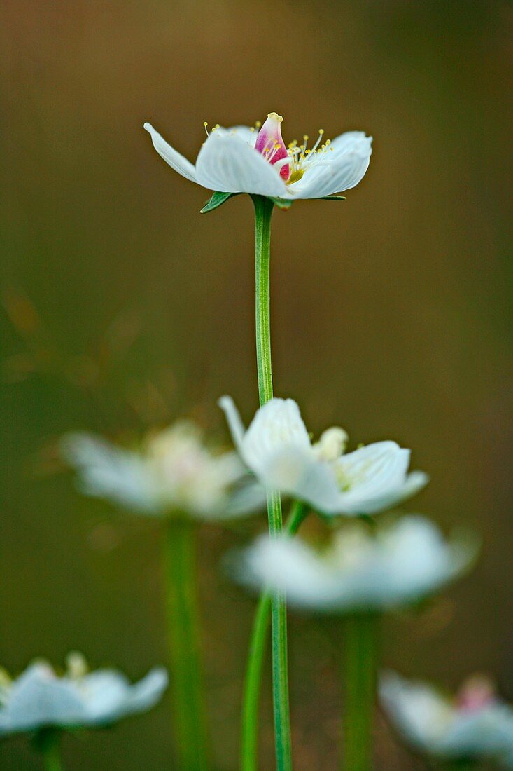 Parnassia palustris flowers