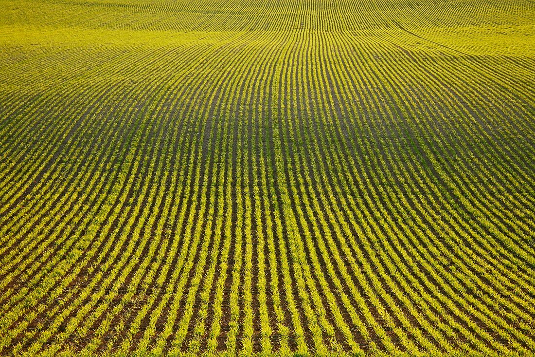Rows of crops
