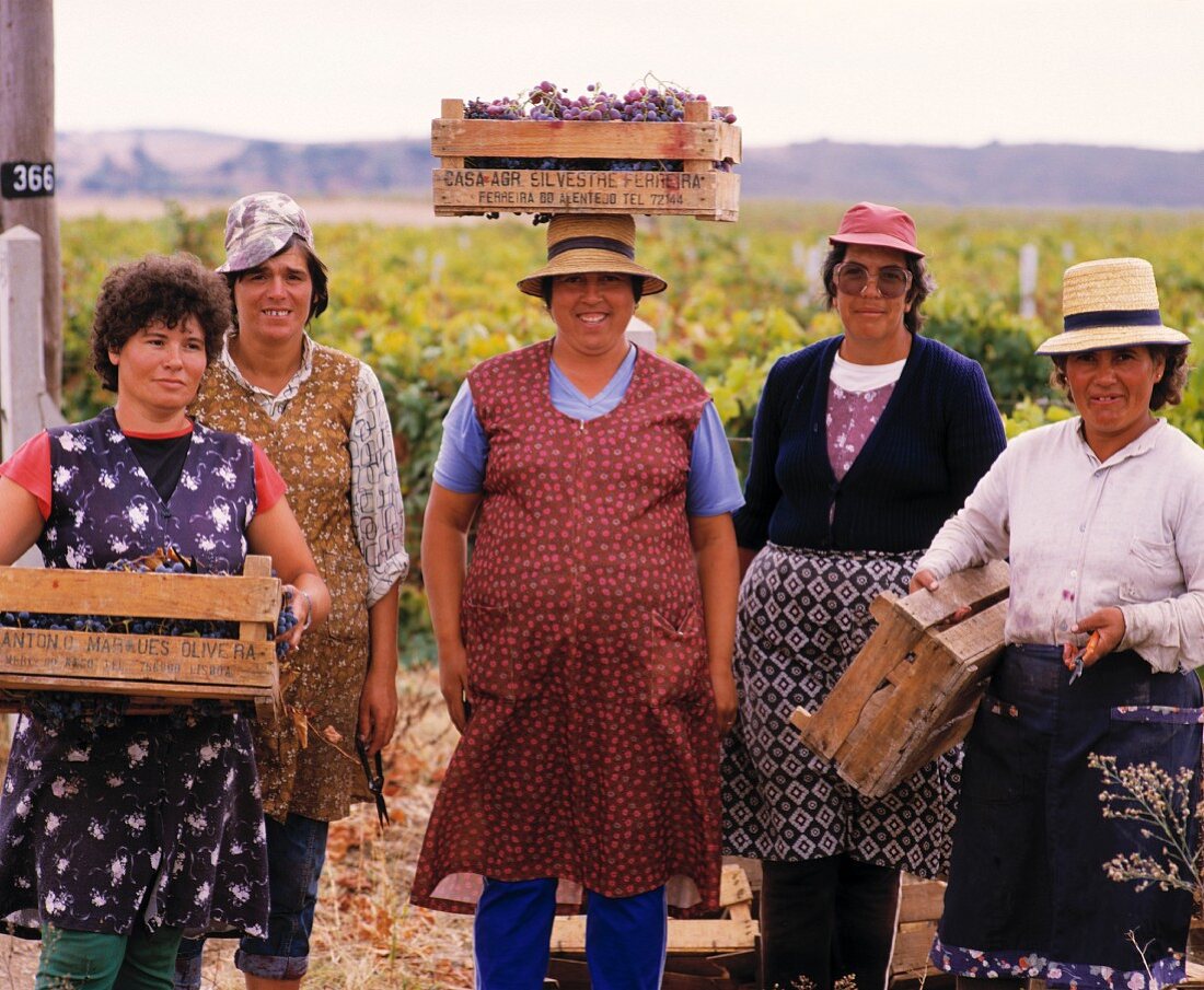 Frauensache: Weinlese für J.P.Vinhos, Baixo Alentejo,Portugal