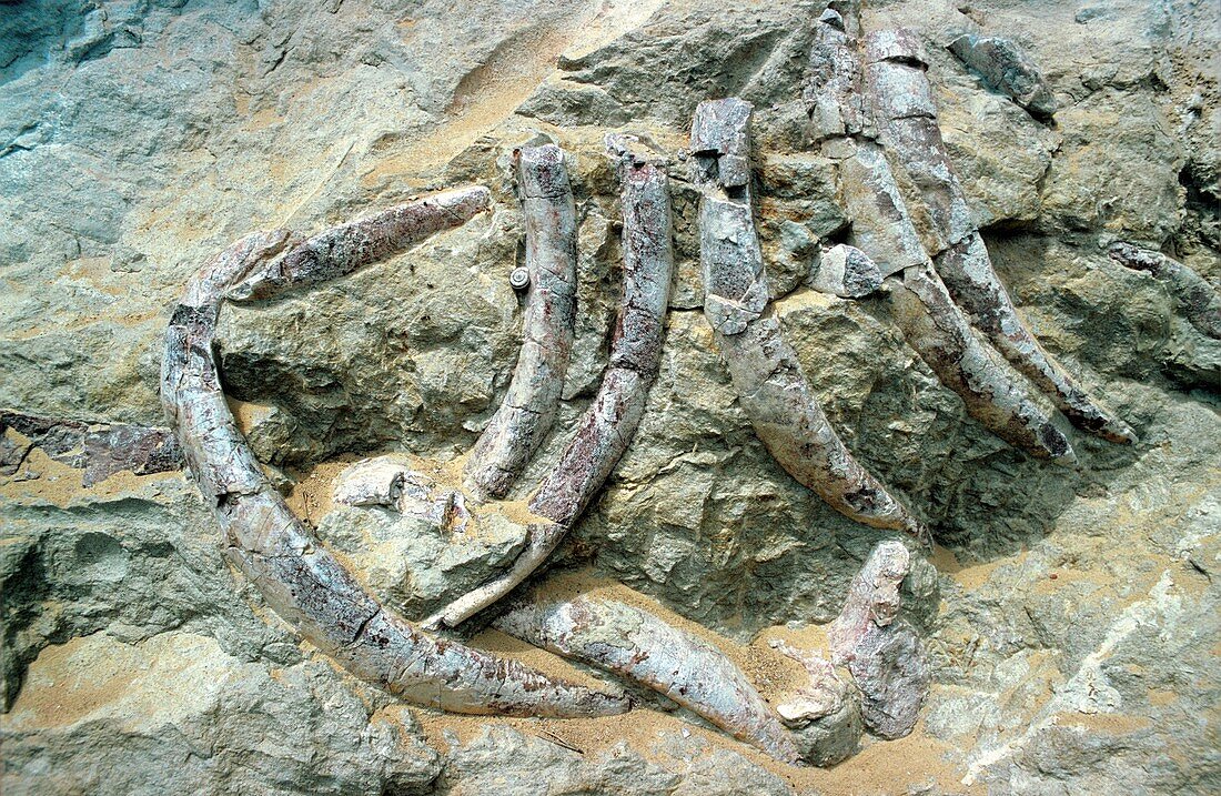 Fossilised sea cow bones