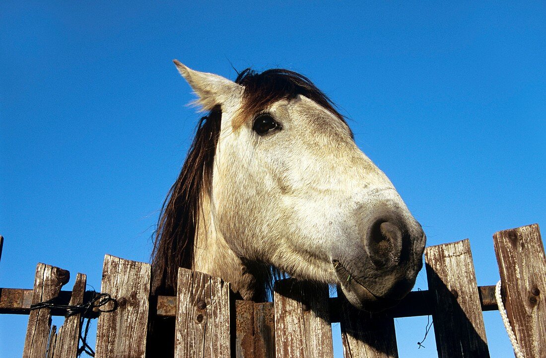 Camargue horse,France