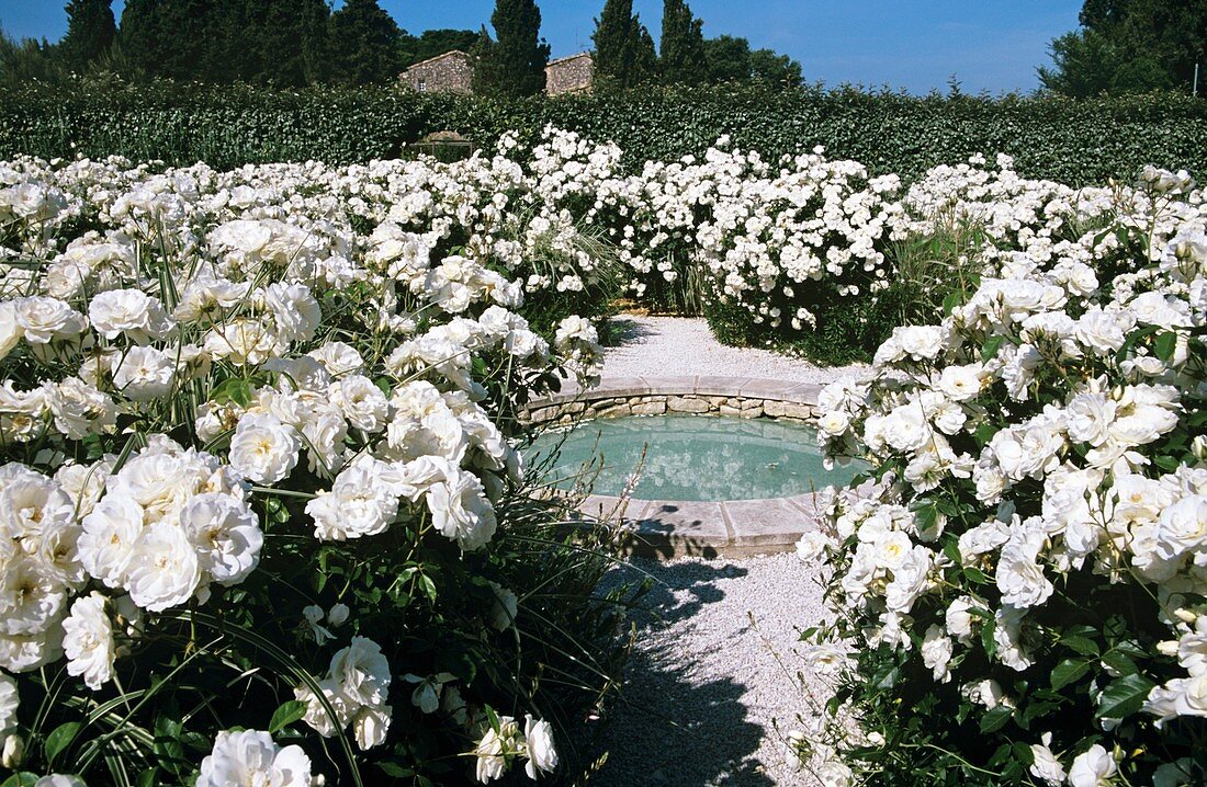 White Rose Garden