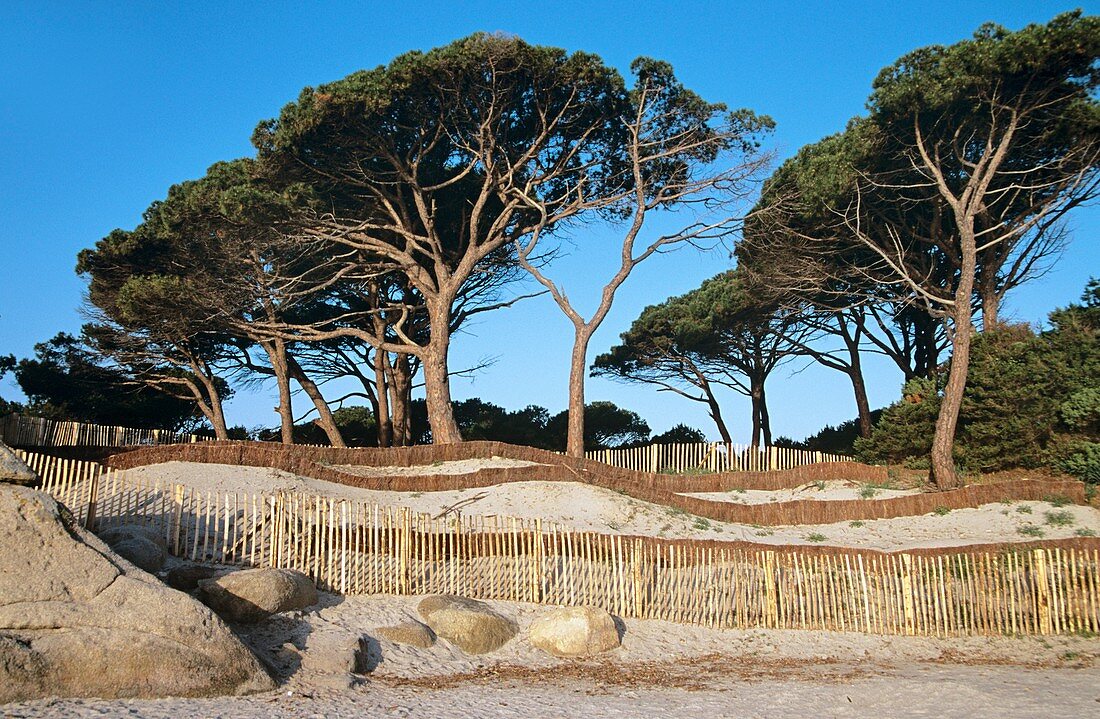 Trees and dune protection system