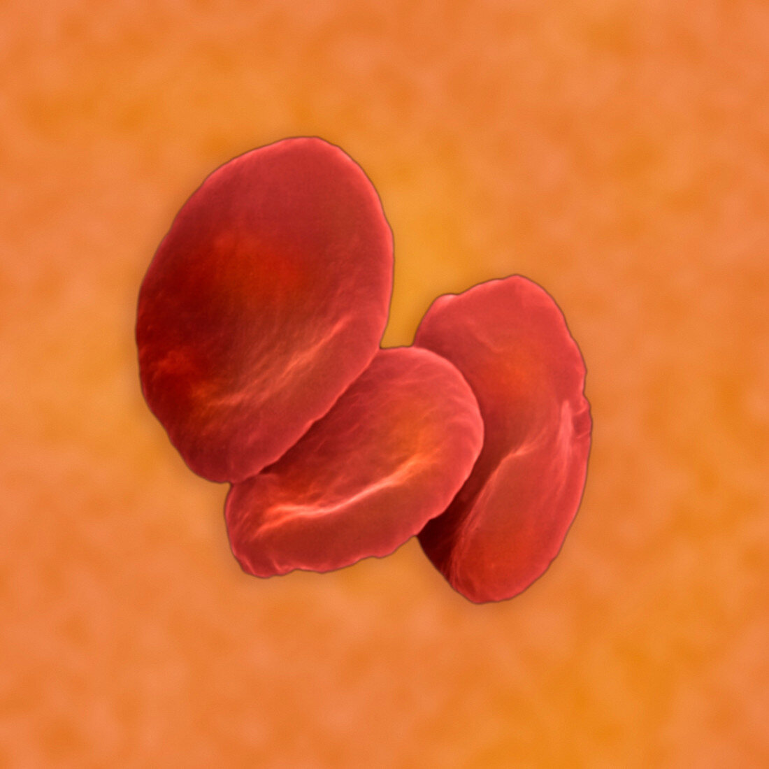 Red Blood Cells